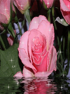 Роза в воде.