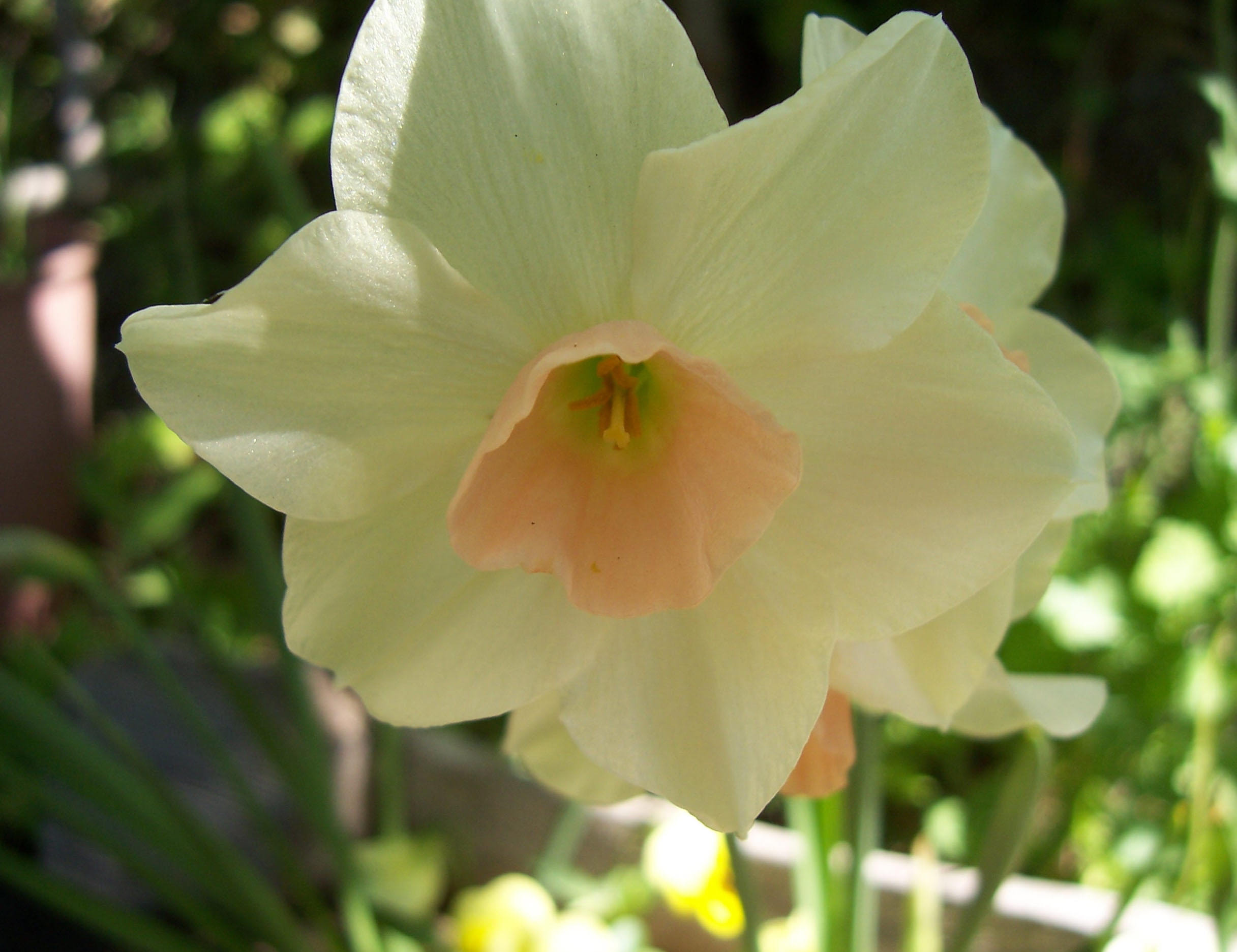 Fleurs de mon jardin : Narcisse

