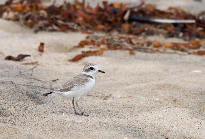 Snowy Plover Snowy Plover