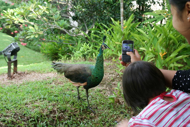 We loved taking photos of the peacocks