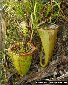 Nepenthes attenboroughii