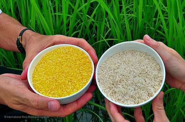 Vitamin A-rich Golden Rice Beams in Rich Yellow