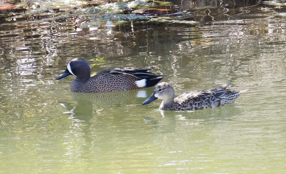 BlueWinged Teal