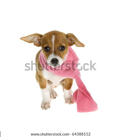 chihuahua long haired long haired chihuahua puppies for sale in nc. chihuahua long haired
