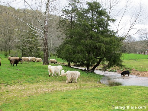 Sheep heading out to eat breakfast (6) - All the good grass is on the other side of the creek - FarmgirlFare.com