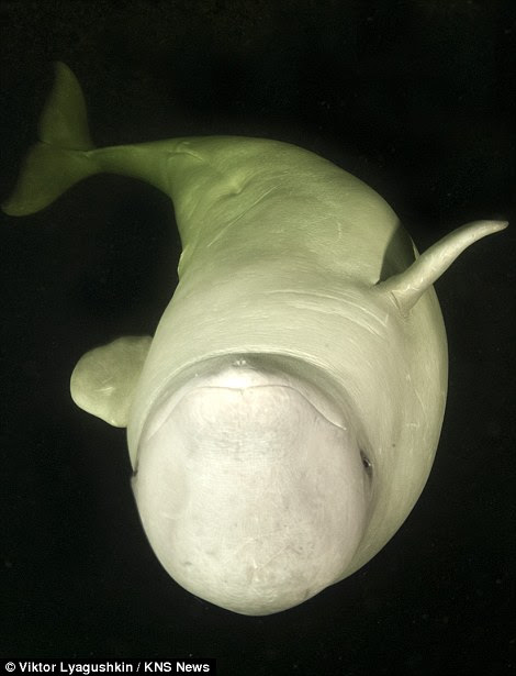 Here's looking at you: Belugas have a wider range of 'facial expressions' due to a more flexible bone structure
