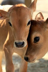 Calf cuteness attack