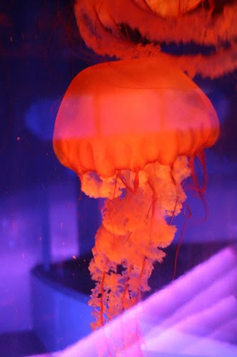 Jellyfish