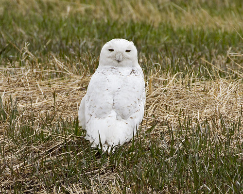 Snowy Owl