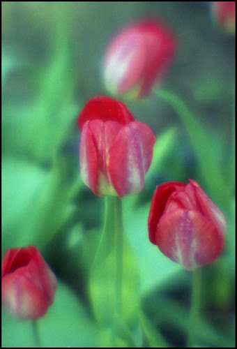 dreamy tulips