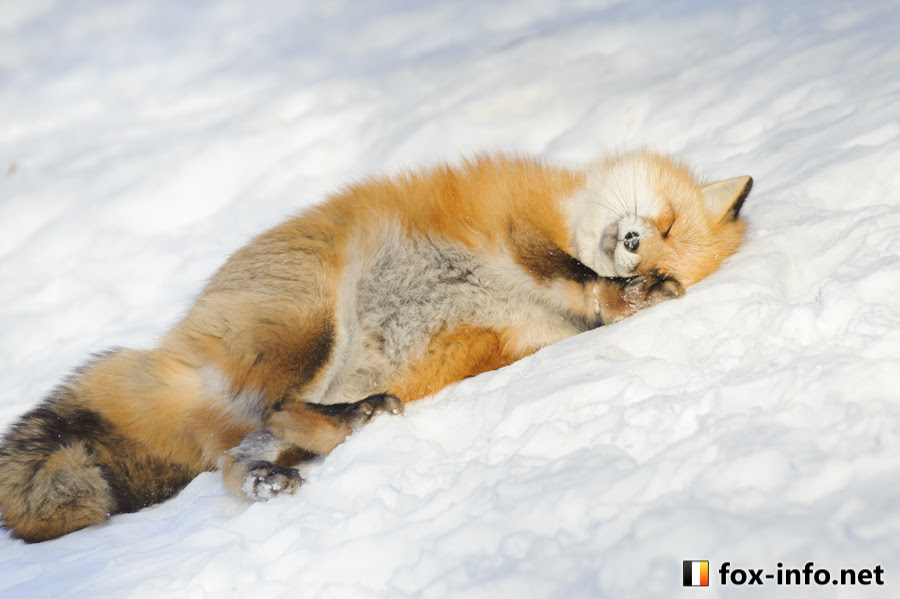 最高のマインクラフト 驚くばかり狐 雪 刺さる