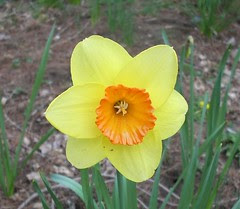 Daffodil 4