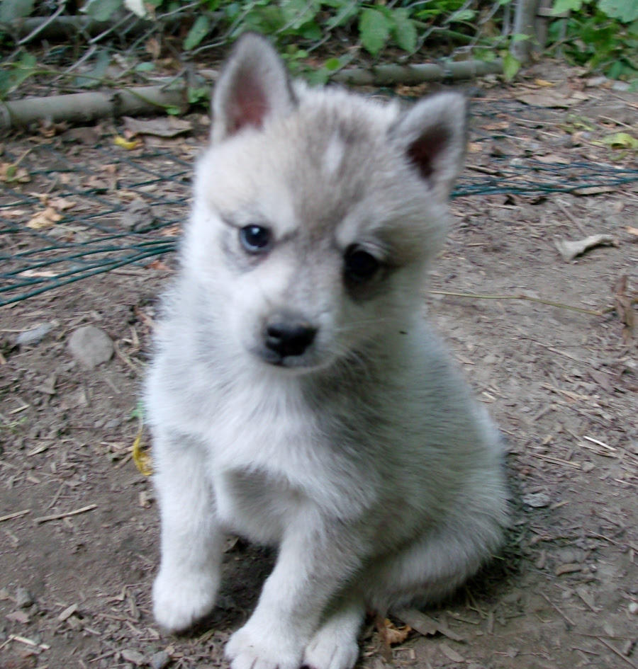 Alaskan Klee Kai Puppies, Rescue, Pictures, Information, Temperament, Characteristics Alaskan Klee Kai Puppies, Rescue, Pictures, Information, Temperament, Characteristics