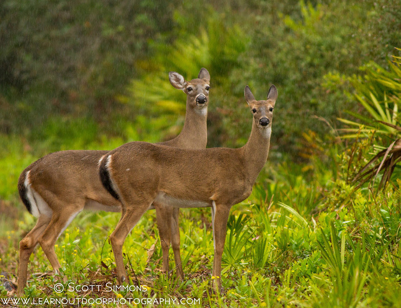 Lower Wekiva River Preserve Lower Wekiva River Preserve