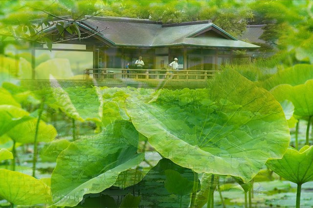 Lotus at Hachimangu