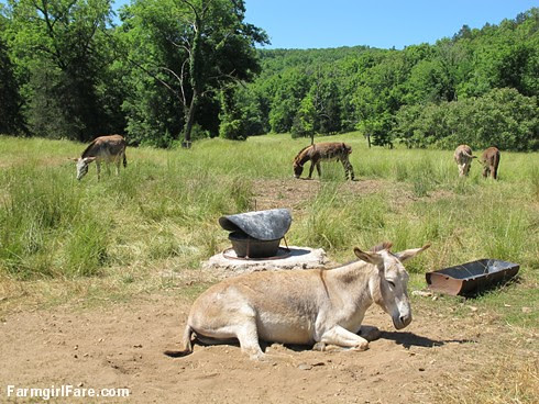 (30-6) Dolores taking a late morning nap - FarmgirlFare.com