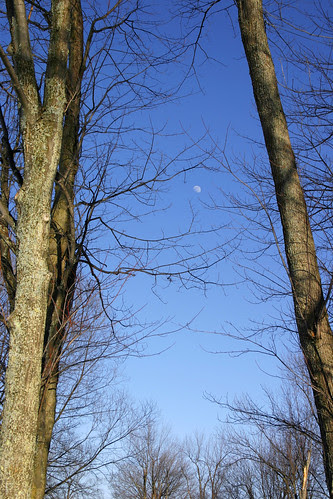 Moon Through Trees