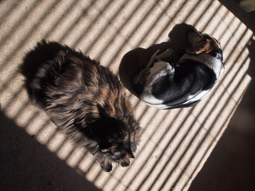 Cat & dog & stripes