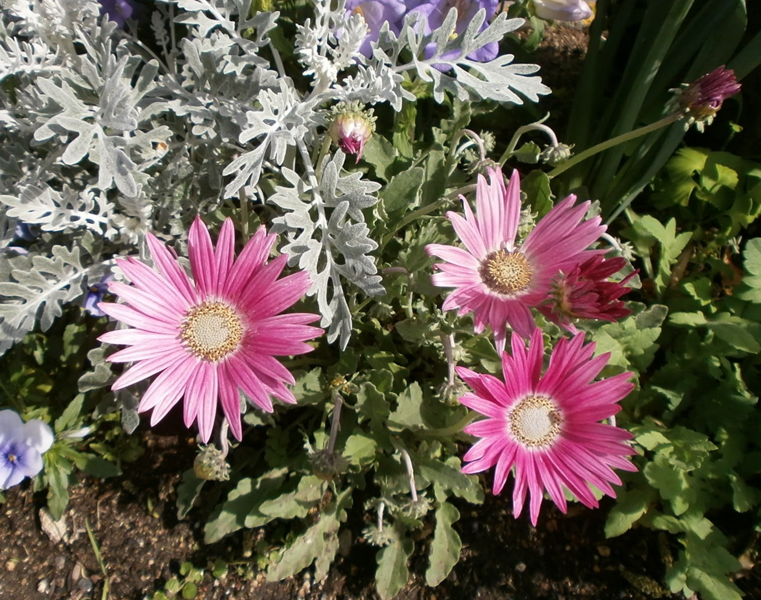 ガーベラ 似 てる 花 100 で最高の画像