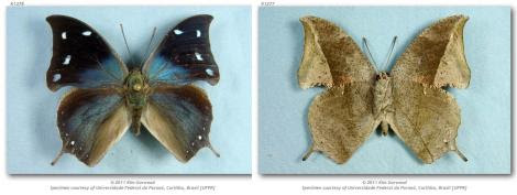Por: Butterflies of American