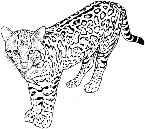 leopard zum ausmalen - ausmalbilder