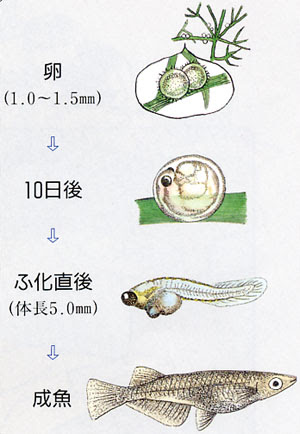 最新メダカ 卵 成長 驚くべきぬりえページ