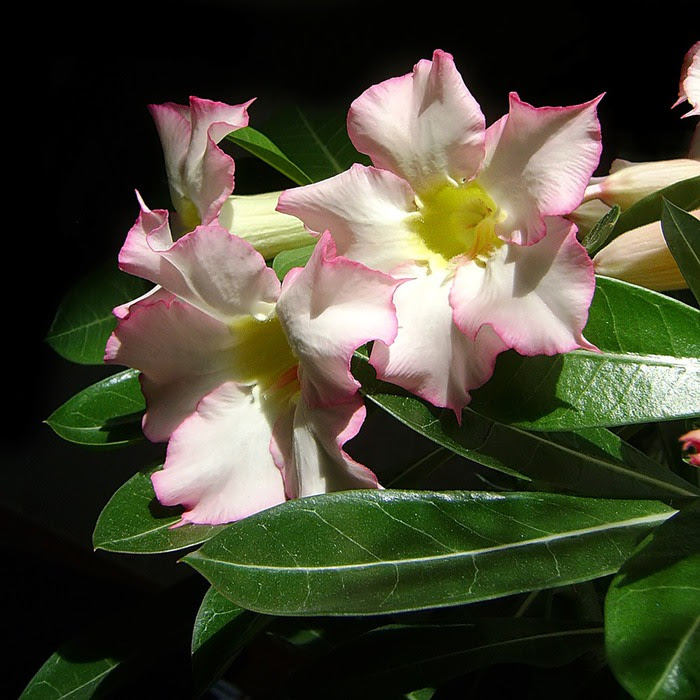 0_67092_41b39774_XXL (700x700, 119Kb)
