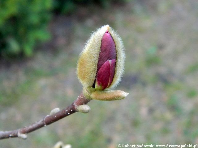 Magnolia Genie wiosną