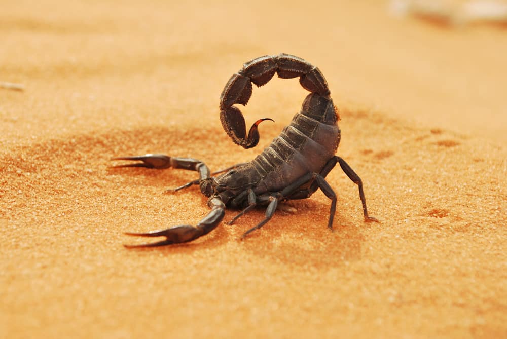 Dreams About Scorpions What Does It Mean