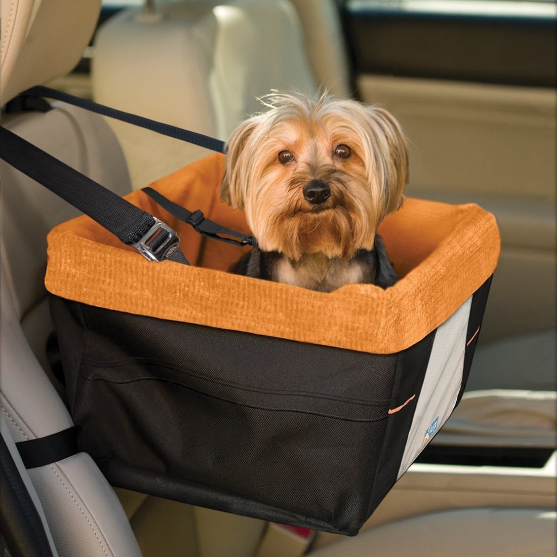 safest way to travel with dog in car