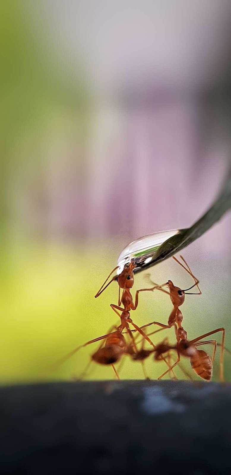 https://cdn.iflscience.com/images/c463558b-271b-56b8-bdf3-cdf5da14921e/content-1591694797-winner-thirsty-ants-by-atanadgphotography-philippines.jpg