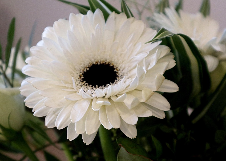 Hoa cúc đồng tiền màu trắng biểu hiện cho lòng biết ơn