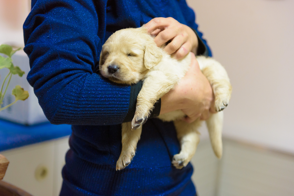very young puppy sleeping in a man's arms