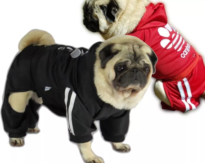 Coisas para cachorro