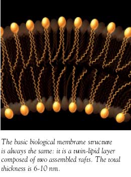 Membrane structure