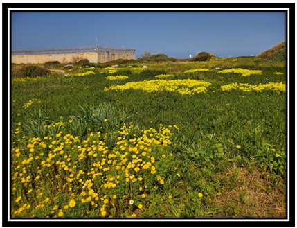 A field of flowers

Description automatically generated with low confidence