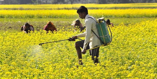 Spraying pesticides to protect the mustard from disease.