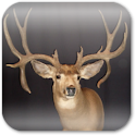 Deer Hunting Live Wallpaper ★ apk