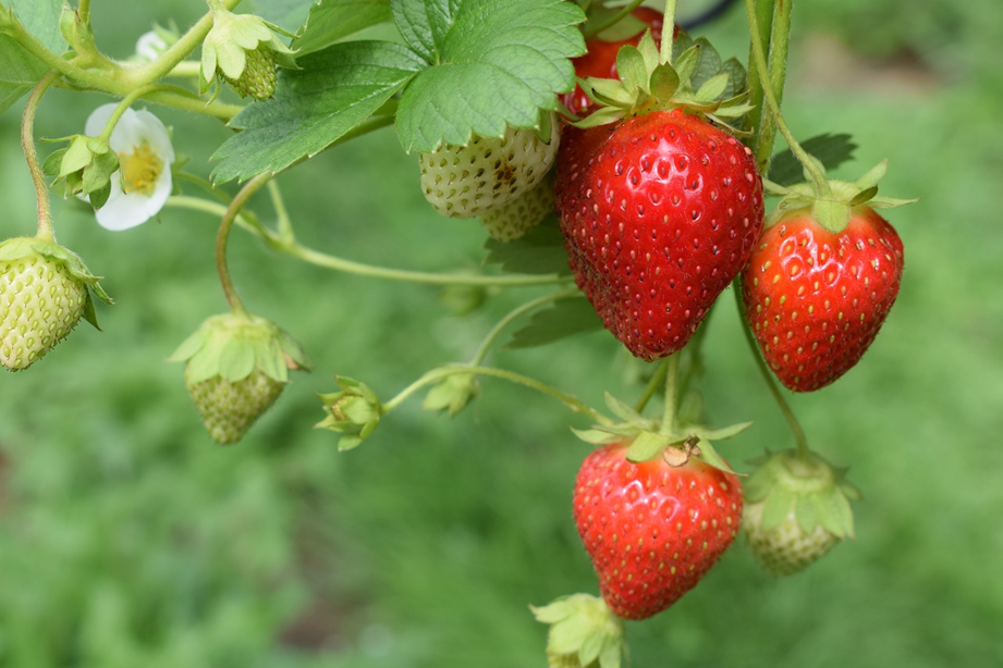 Desarrolla un excelente cultivo de frutillas