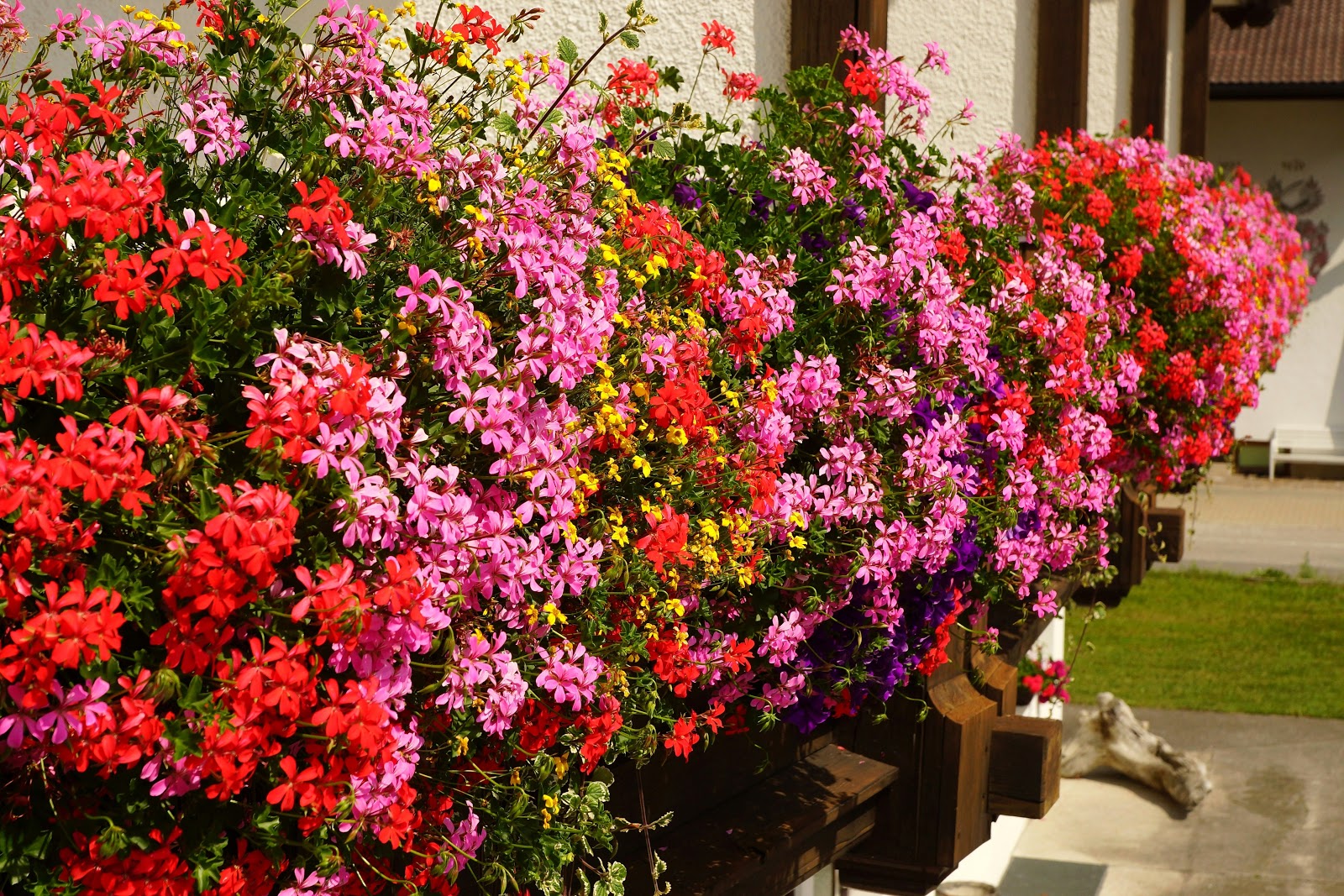 Uprawa pelargonii z nasion | Poradnik ogrodnika, fachowe wskazówki i porady  ogrodnicze | DomiSad.pl