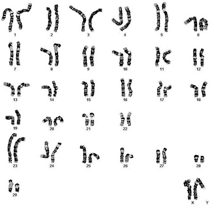 Typical karyotype of female L’Hoest’s guenon