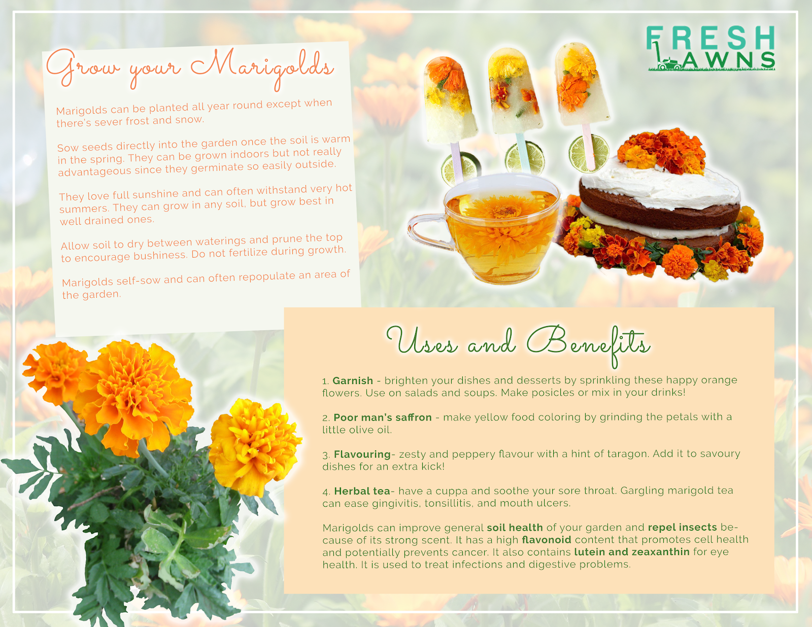 infographic for marigold edible flowers