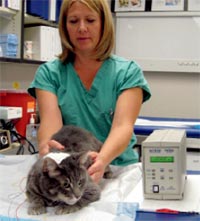 Bioelectrical impedance analysis (BIA) is a safe, noninvasive, rapid, portable, and reproducible method of assessing body composition in healthy cats.