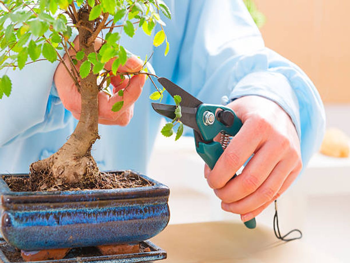 16 Bonsai Mistakes That Are Killing Your Tree