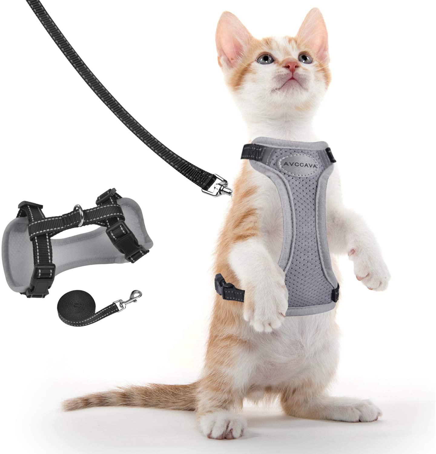 Addiction krise nylon 4 Cat Accessories Every Cat Needs - Pet With It