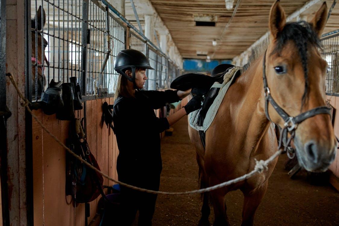 Concentrated young woman fastening horse saddle in stable