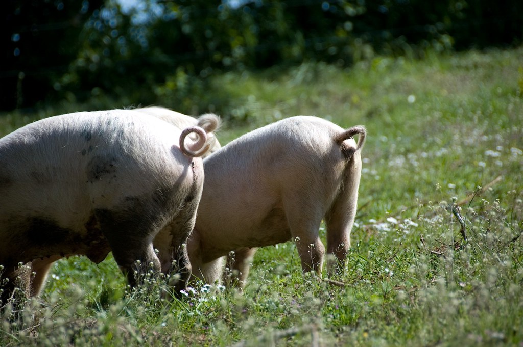 pigs in a field