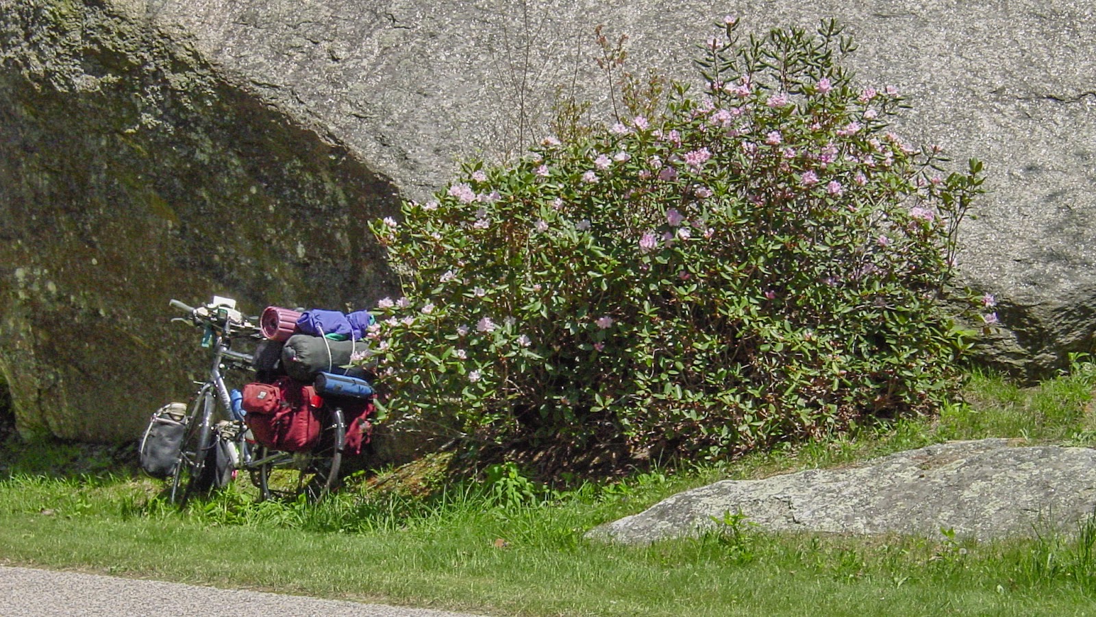 Bicycle leans on a flower bush.