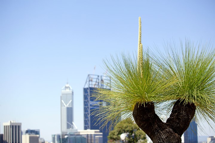 13. Grass tree (Xanthorrhoa australis)