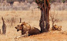 https://upload.wikimedia.org/wikipedia/commons/thumb/e/e9/Tsavo_lions_closer.jpg/220px-Tsavo_lions_closer.jpg